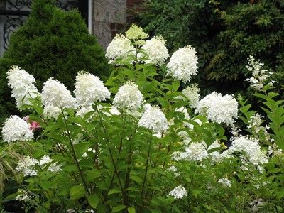 Hydrangea PeeGee tree/shrub 50 unroot cuttings Zone2 9  