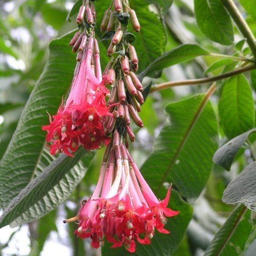 BOLIVIAN FUCHSIA SEEDS*EXOTIC*Rare*RED/WHITE* #1126  