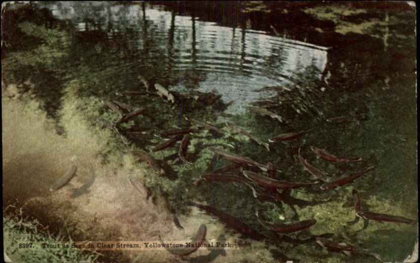 Yellowstone Natl Park Stream Trout c1910 Postcard  