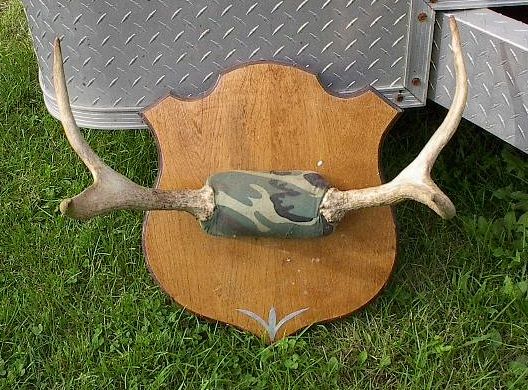 LARGE Moose 4 Point Shed Taxidermy Horns 22x12 Antlers  