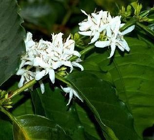COFFEE PLANT coffea catura arabica (houseplant) 5 Seeds  