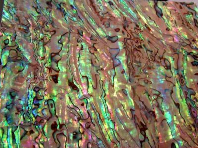 PAUA ABALONE VENEER (Green Tint) 5X9 $15 InlayUSA  