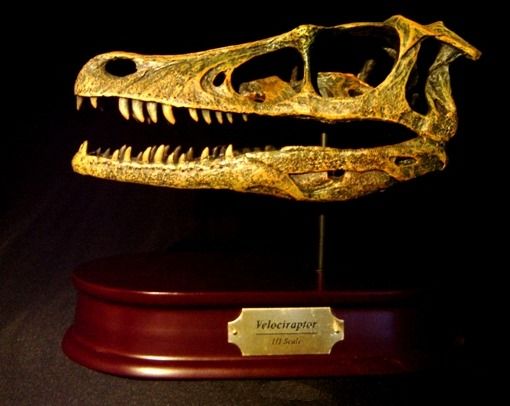 Velociraptor Dinosaur Raptor Skull Museum Model Replica  