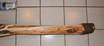   Walking Stick Cane Hike Climb Trek Taxidermy Forest Cabin  