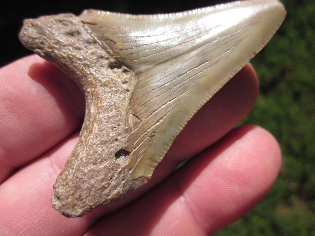 16 ANGUSTIDENS SHARK Tooth Megalodon Teeth SCUBA  