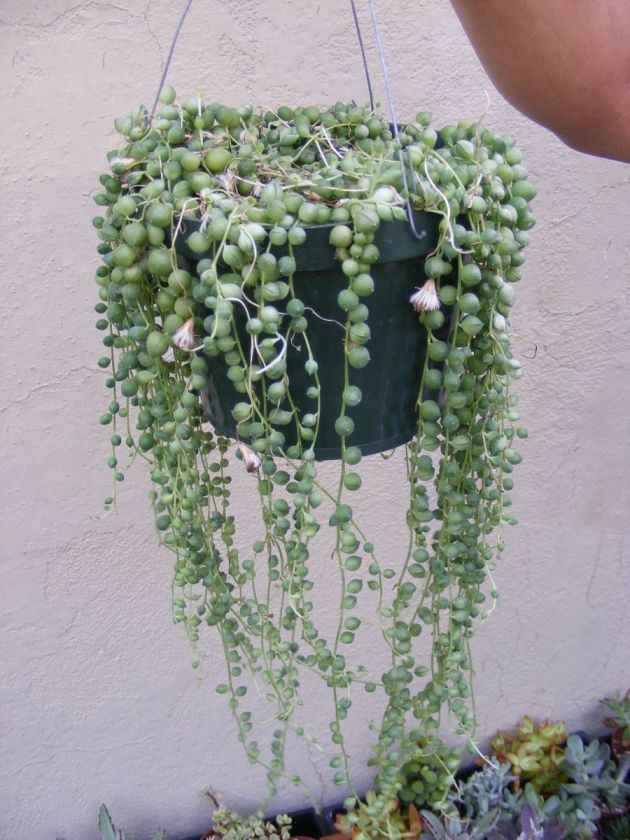 String of Pearl Succulent Senecio   5 cuttings  