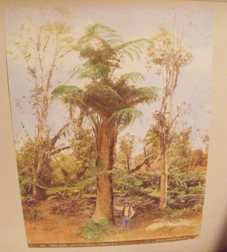 RARE FRANK DAVEY PERSONAL PHOTO/ ART ALBUM 1898 HAWAII  