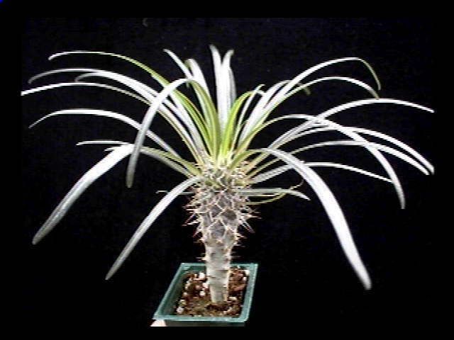 PACHYPODIUM GEAYI ~ Cactus Succulent Plant  
