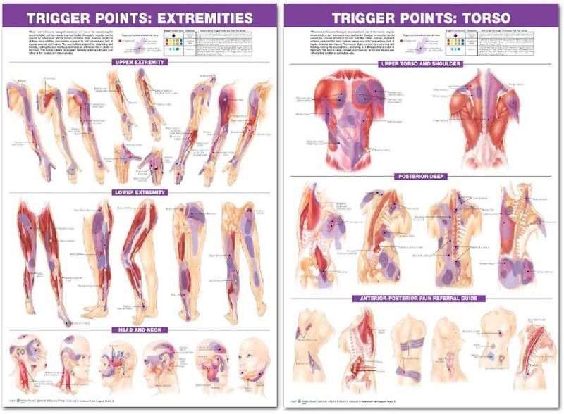 Trigger Point Posters Chiropractic Massage Anatomical  