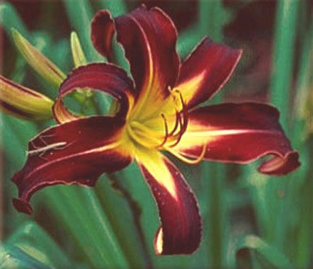 THIRD WITCH   DF   L7I   Reed 2003   DAYLILY  