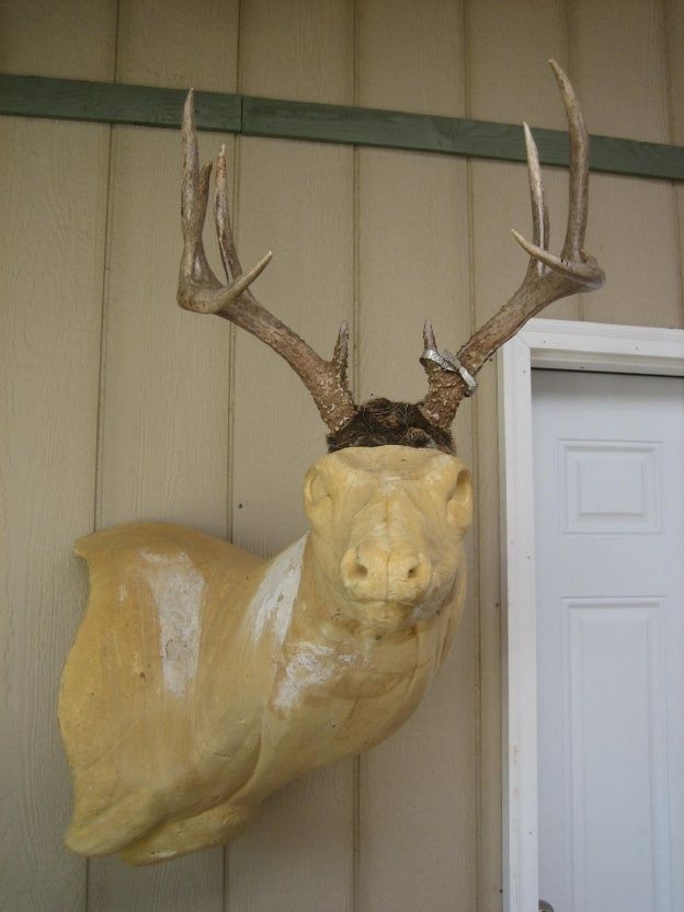   WHITETAIL DEER RACK Antlers mule mount taxidermy elk cape moose sheds