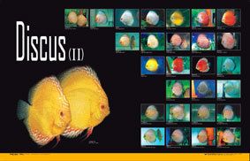 AQUAZOO DISCUS FISH AQUARIUM PET Poster II WALLPAPER  