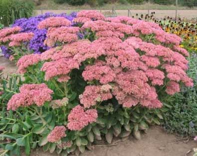   perennial borders while the shorter varieties are suited for wall