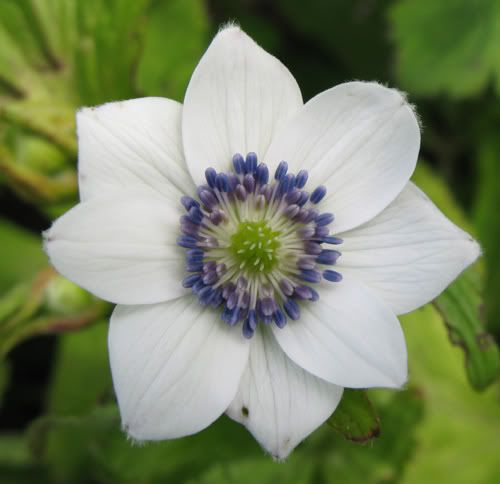 ANEMONE RIVULARIS   CHOICE PERENNIAL 1 PKT x 20 SEEDS  