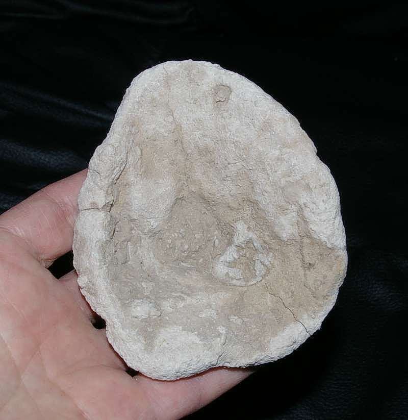 Hyalotragos patelloides  Oxfordian Fossil Sponge  