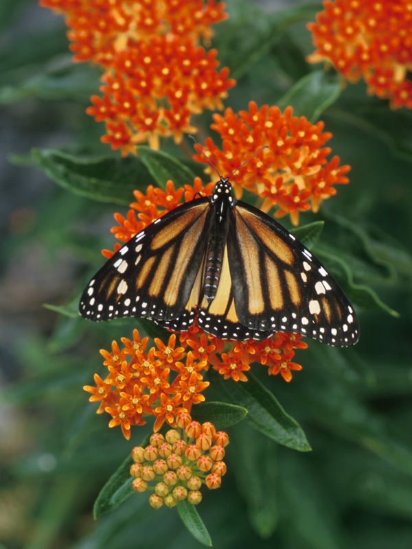   ~BUTTERFLY BUSH PLANT PERENNIAL FLOWER 6 8FT.TALL,HONEY BEE  